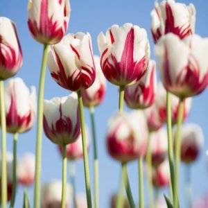 Spring Tulips In Washington State