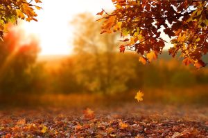 Beautiful autumn landscape with yellow trees, green and sun. Leaves falling