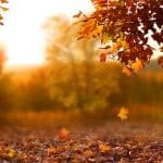 Beautiful autumn landscape with yellow trees, green and sun. Leaves falling