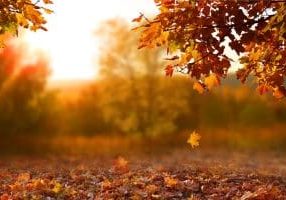Beautiful autumn landscape with yellow trees, green and sun. Leaves falling